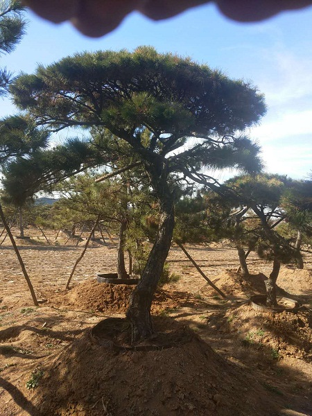 造型油松图片 