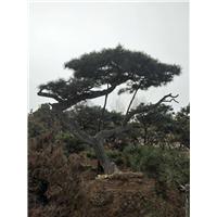 造型油松/造型油松价格 