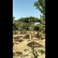 造型油松|造型油松价格|莱芜造型油松基地 