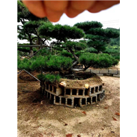 造型黑松苗木管理应注意哪些技术 