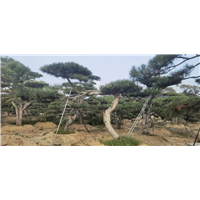 造型松