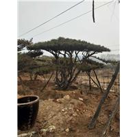 造型油松/造型油松价格 