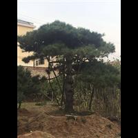 山东造型黑松 
