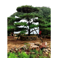 2018造型油松价格/报价 