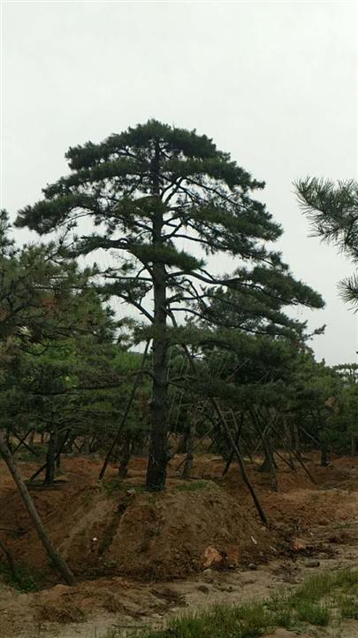 造型油松|造型油松价格|莱芜造型油松基地 