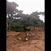 造型油松供应商 