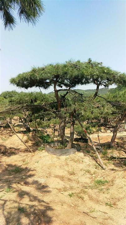 造型油松|造型油松价格|莱芜造型油松基地 