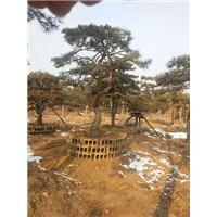 造型油松_造型油松价格_优质造型油松批发/采购 