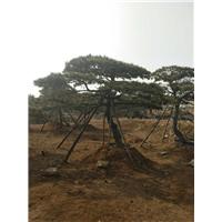 造型油松/造型油松基地 