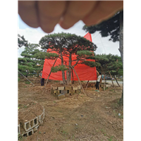 莱芜造型黑松 
