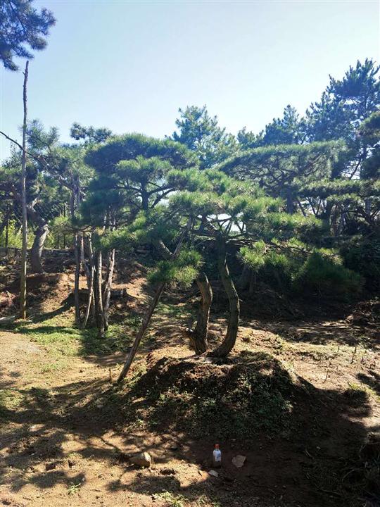 众览造型油松 
