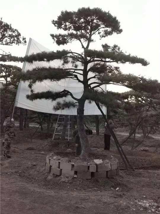 莱芜造型油松 
