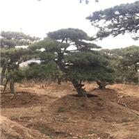 造型油松/造型油松价格 