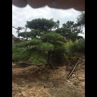 山东造型油松 