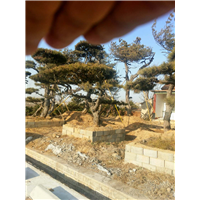 【造型油松】造型油松价格 