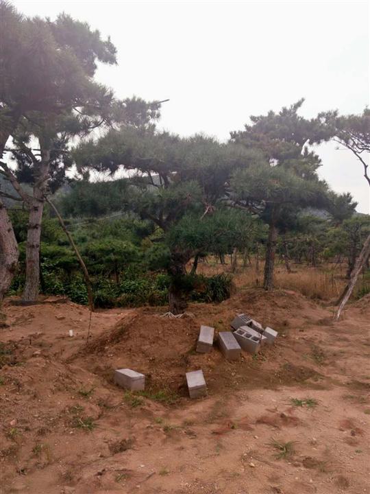 造型油松供应商 