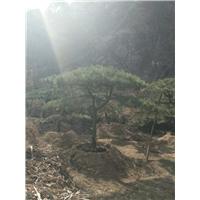造型油松|造型油松基地 