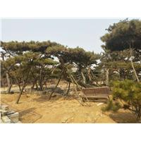 造型油松/造型油松基地 
