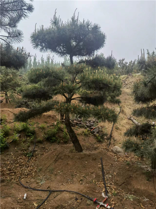 造型黑松价格