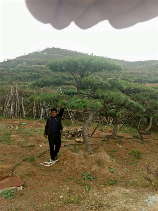 造型油松供应商 