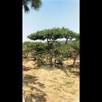 造型油松|造型油松价格|莱芜造型油松基地 