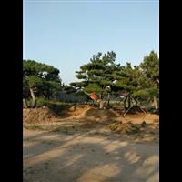 造型油松|造型油松价格|莱芜造型油松基地 