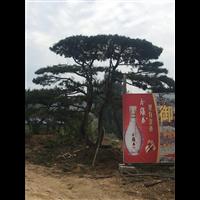 造型黑松|造型黑松价格|造型黑松基地 
