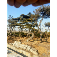 造型油松—山东造型油松价格 