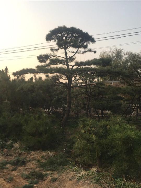 造型油松/造型油松价格 