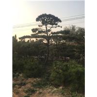 造型油松/造型油松价格 