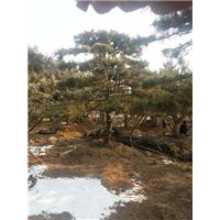 造型油松_造型油松价格_优质造型油松 