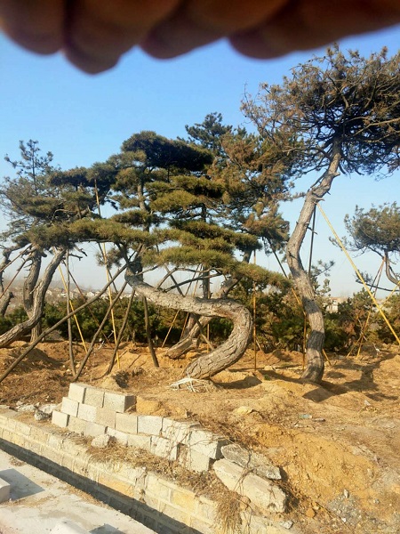 造型油松—山东造型油松价格 
