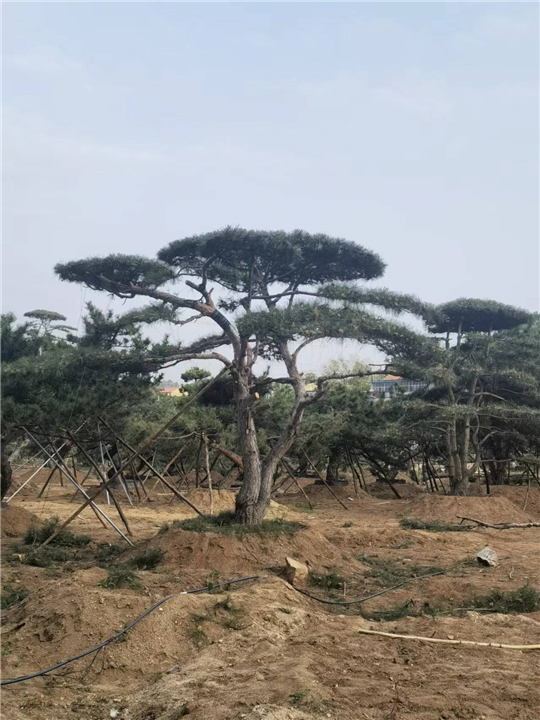 山东造型油松大卖