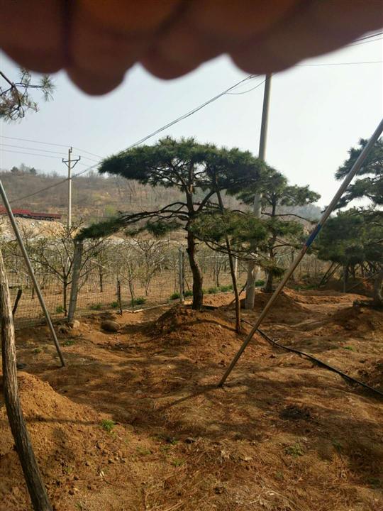 黑松怎样造型 黑松造型技巧 