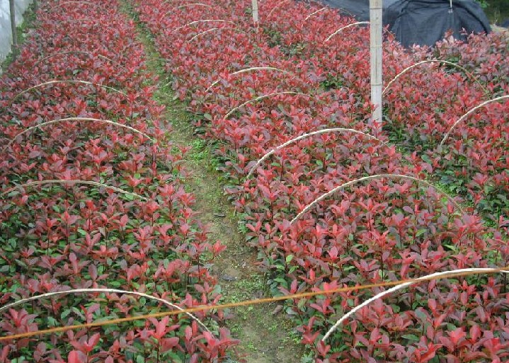 江苏红叶石楠、江苏红叶石楠价格、江苏红叶石楠批发 