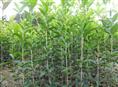湖南八月桂、湖南八月桂价格、湖南八月桂批发、湖南八月桂基地