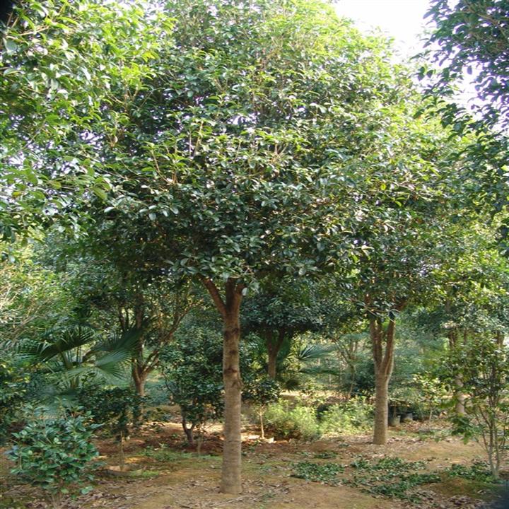 桂花、桂花价格|浙江桂花|桂花批发|浙江桂花苗木|+桂花基地
