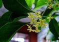 浙江桂花、浙江桂花电话、浙江桂花地址、浙江桂花直销