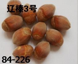 新疆榛子苗价格 宁夏榛子苗 榛子苗价格  辽宁哪家榛子苗好 