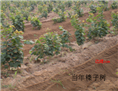 出售平欧大榛子苗 平欧榛子种苗 榛子苗价格（http ://www.zhenzimiao.jqw.com 辽  宁农科院孙万河教授联系） 