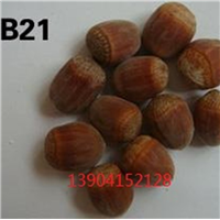 榛子树苗价格,榛子苗批发价,辽宁榛子苗 
