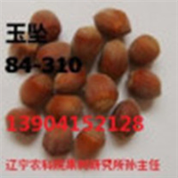 大果榛子对生态条件的要求 