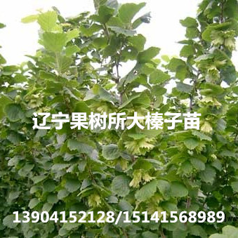 高度1m以上榛子苗价格,高度2m以上榛子苗价格 