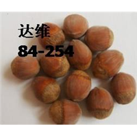 辽宁榛子果