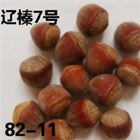 辽榛7号大榛子苗简介 