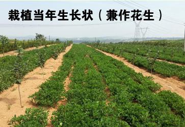 辽宁榛子园