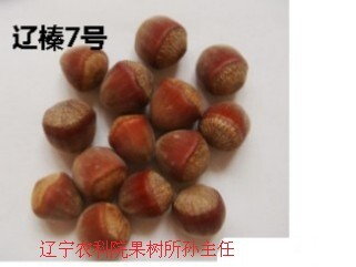 本溪孙丽金榛子苗 本溪孙玉利榛子苗   辽宁哪家榛子苗好 