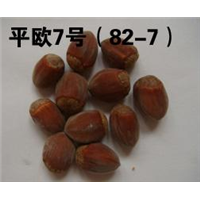 2017年哪家榛子苗好 哪家榛子苗便宜 