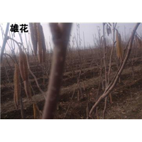 大榛子树苗品种 哪些大榛子树苗抗寒 