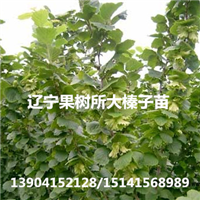 高度1m以上榛子苗价格,高度2m以上榛子苗价格 
